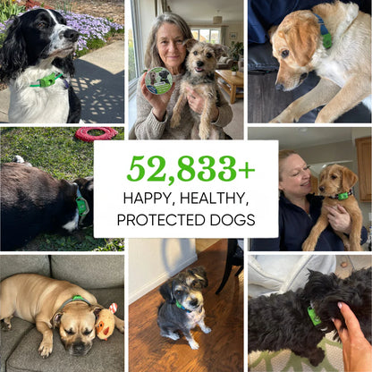 2026🔥AcouStle-12 Months Flea & Tick Free